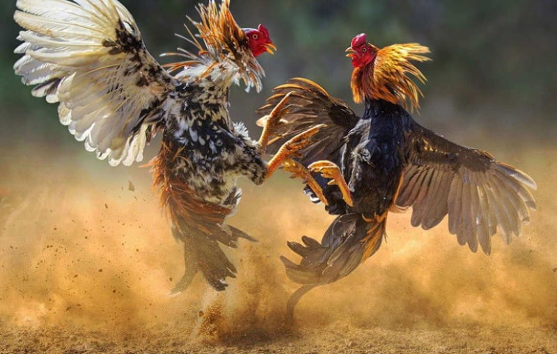 cách chọn gà tre đá cựa