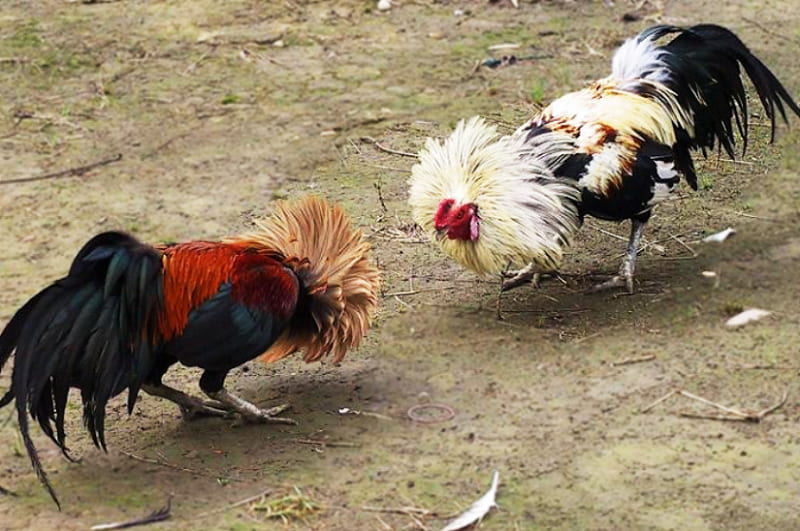 cách chọn gà tre đá cựa