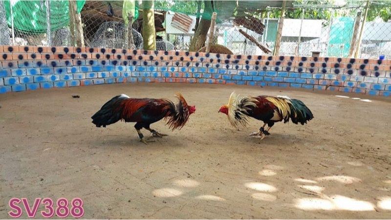 Chơi đá gà ăn tiền