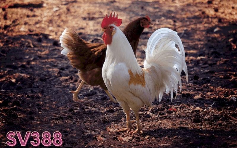 Chơi đá gà ăn tiền