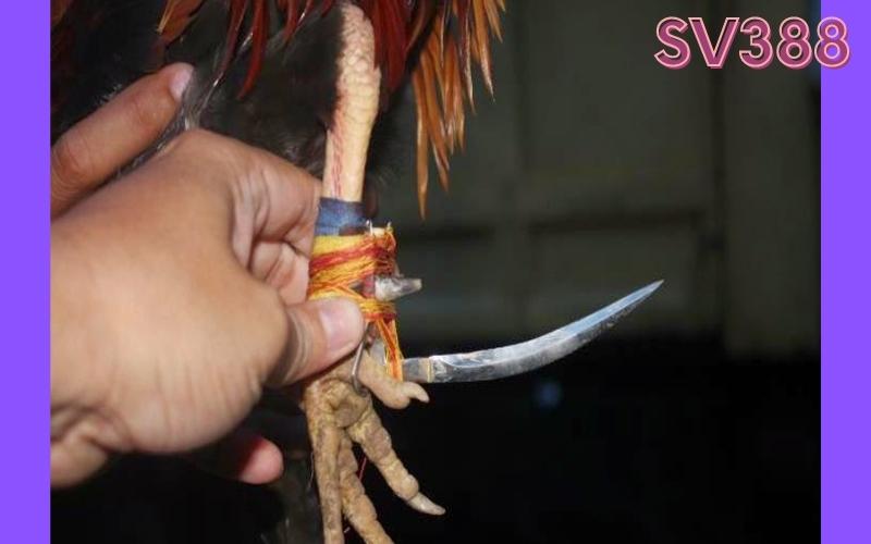 Đá gà cựa sắt