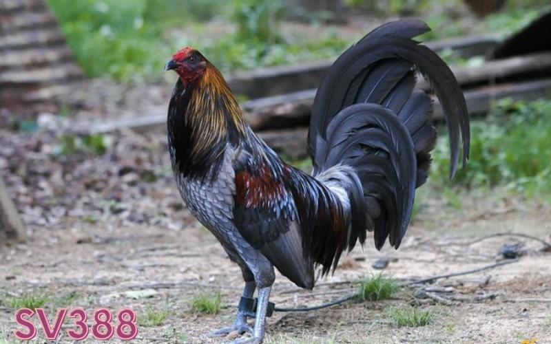 Đá gà cựa sắt