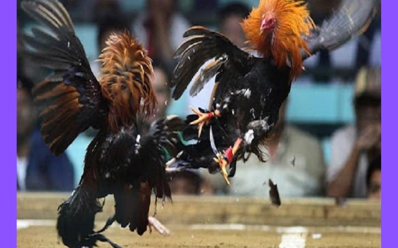 Đá gà cựa tròn