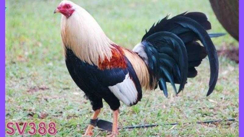 Đá gà cựa tròn