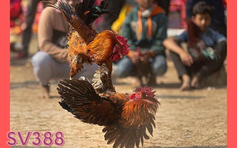 Đá gà cựa tròn 