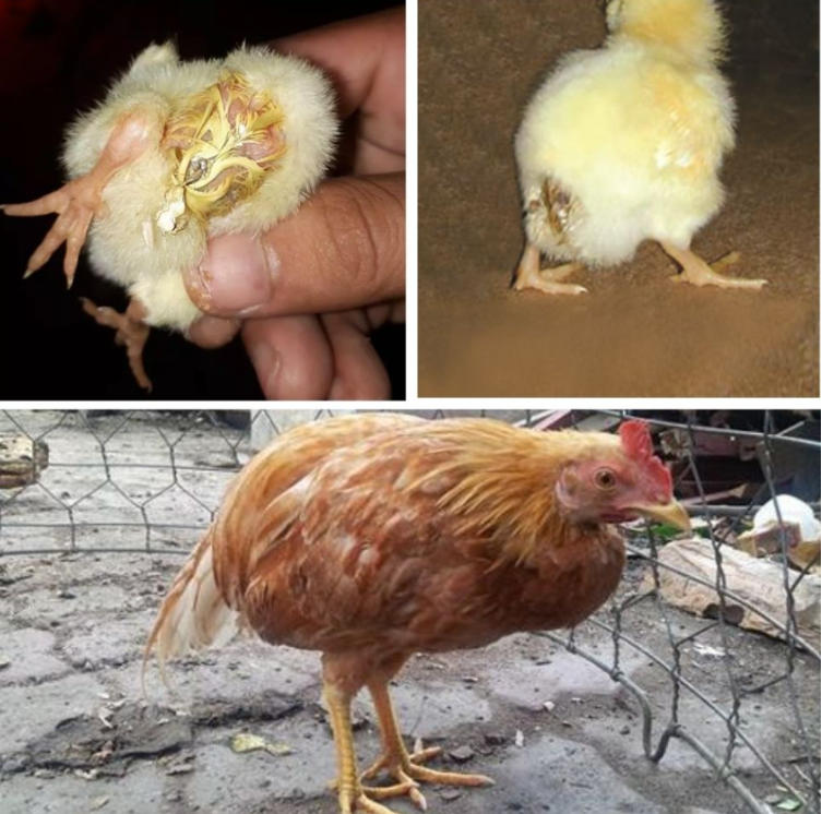 Dấu hiệu, triệu chứng nhận biết gà mắc bệnh bạch lỵ