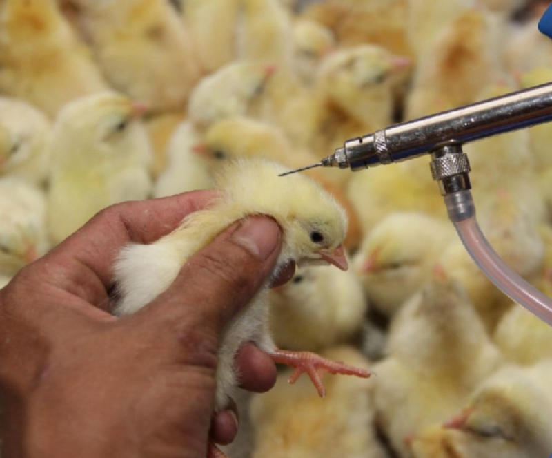 Bệnh tích của bệnh bạch lỵ ở gà