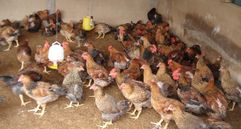 Bệnh Marek ở gà khá nguy hiểm và có khả năng lây lan cao