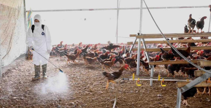 Chia sẻ cách phòng ngừa bệnh Marek ở gà hiệu quả