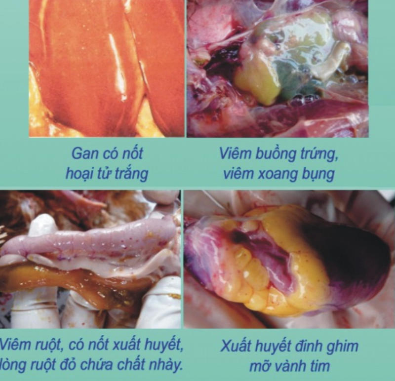 Các bệnh tích của gà mắc bệnh tụ huyết trùng