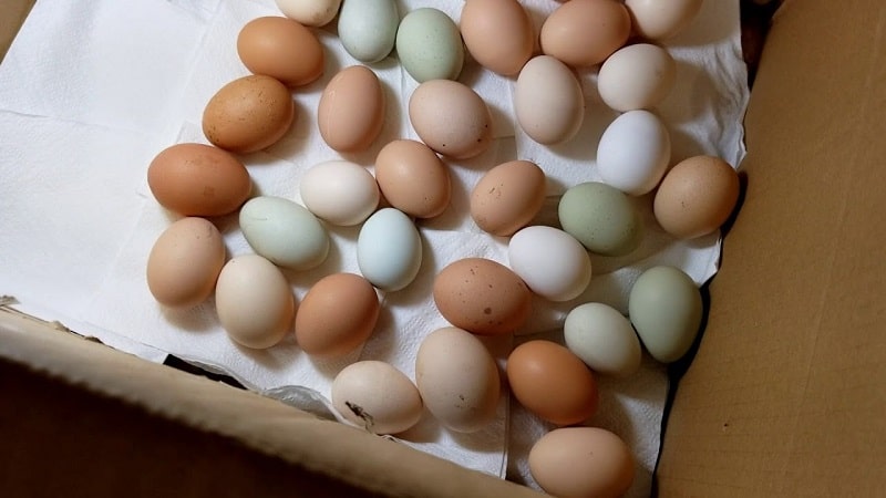 cách bảo quản trứng gà để ấp
