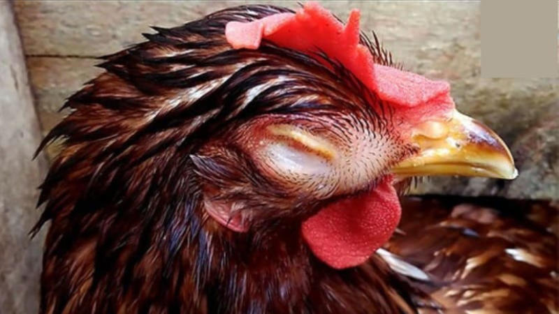 Tìm hiểu về nguyên nhân và cách chữa gà bị phù 