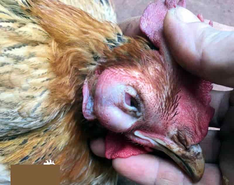 cách chữa gà bị phù 