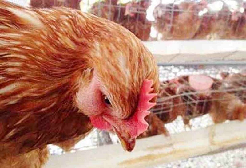 cách chữa gà bị phù 