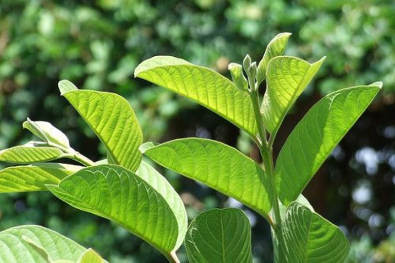 cách chữa gà chọi bị đi ngoài