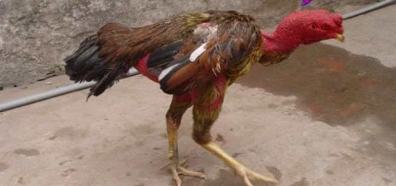 cách chữa gà chọi bị đi ngoài