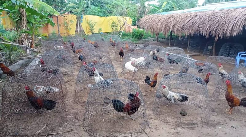 cách chữa gà chọi bị đi ngoài