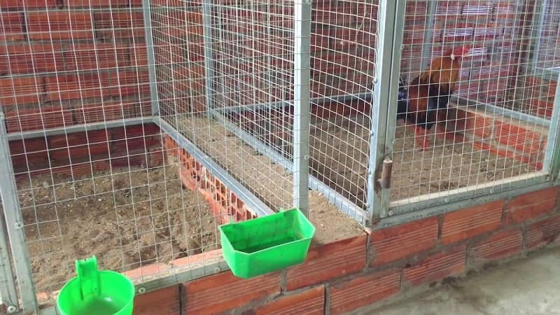 cách làm chuồng gà đá