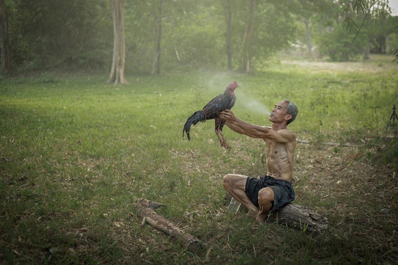 cách tắm cho gà chọi