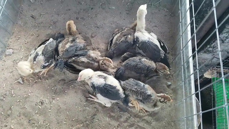 cách tắm cho gà chọi