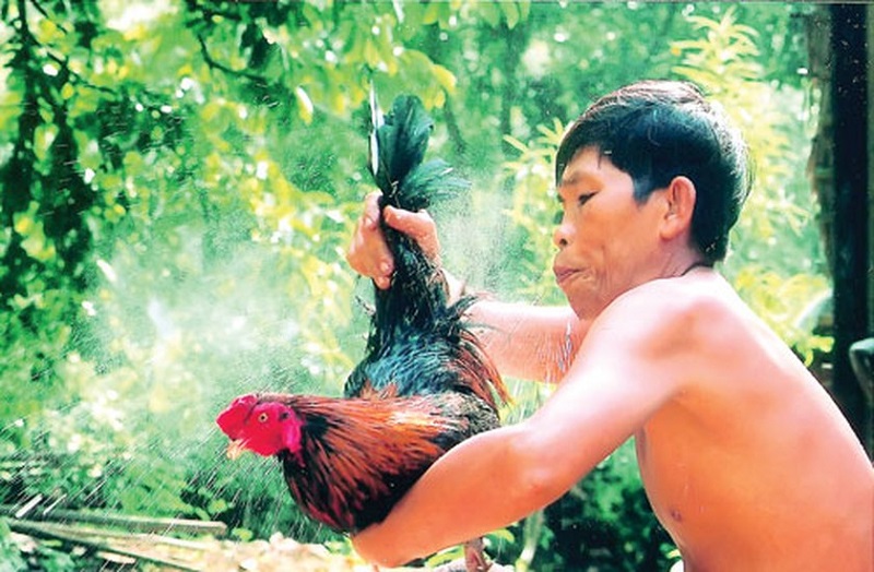 cách tắm cho gà chọi