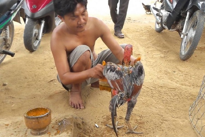 cách tắm cho gà chọi