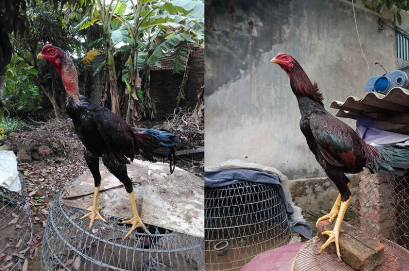 Chia sẻ hướng dẫn cách cắt tỉa lông gà đá đẹp, chuẩn