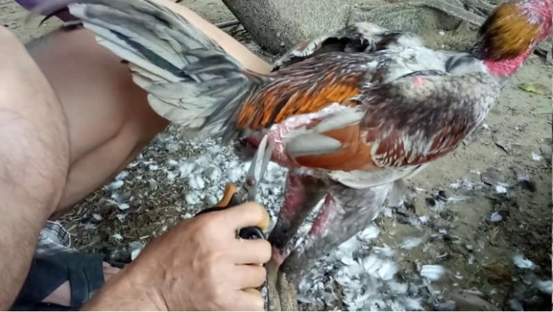 Chia sẻ cách tỉa lông gà chọi ở phần lườn gà