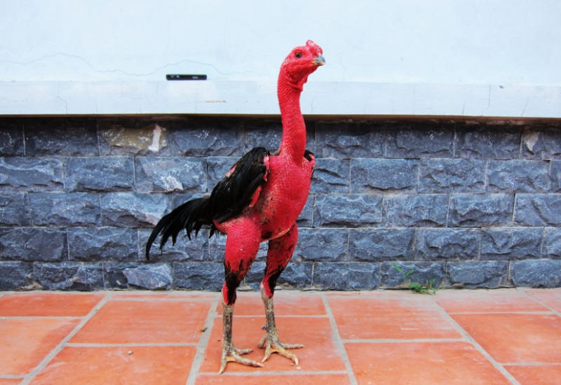 Những lưu ý quan trọng khi thực hiện cắt tỉa lông cho gà chọi