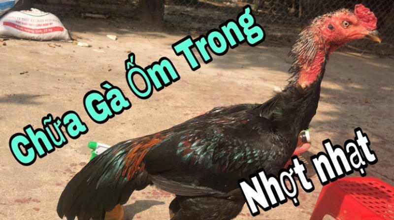 Chia sẻ cách chữa gà không chịu ăn