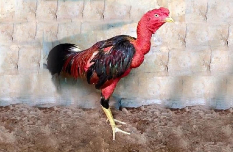 Cách chữa gà không chịu ăn với tỏi tươi