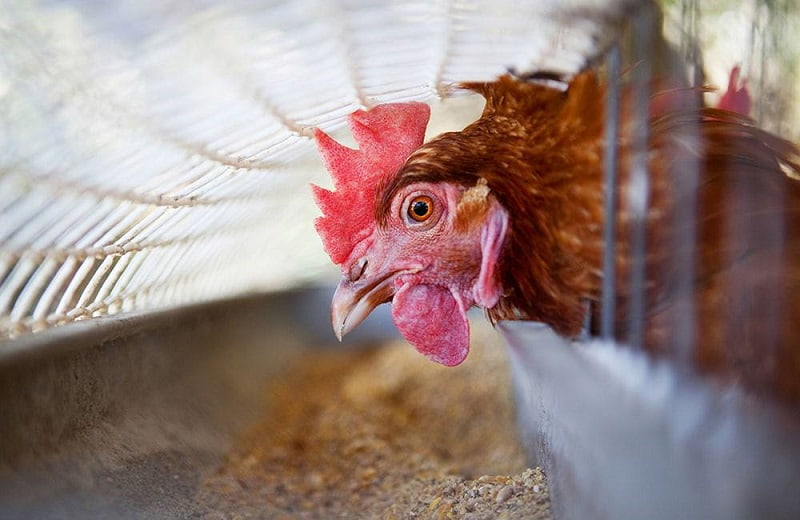 chữa bệnh eds trên gà