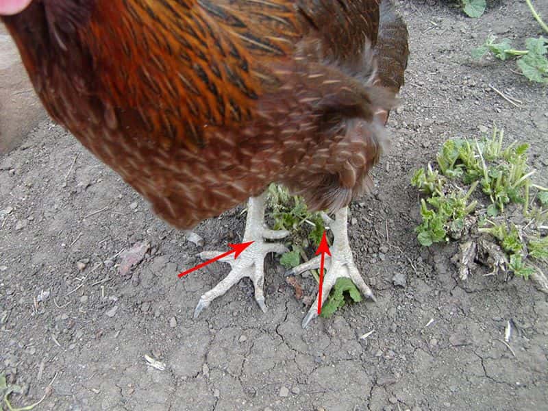 gà mái cựa tốt hay xấu