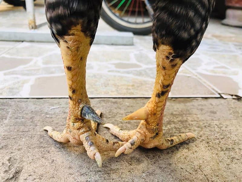 gà mái cựa tốt hay xấu