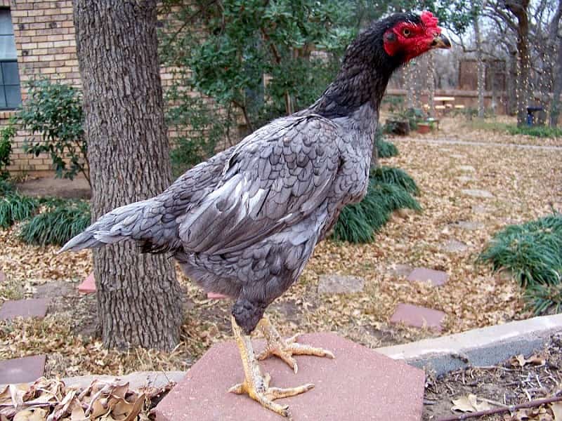 gà mái cựa tốt hay xấu