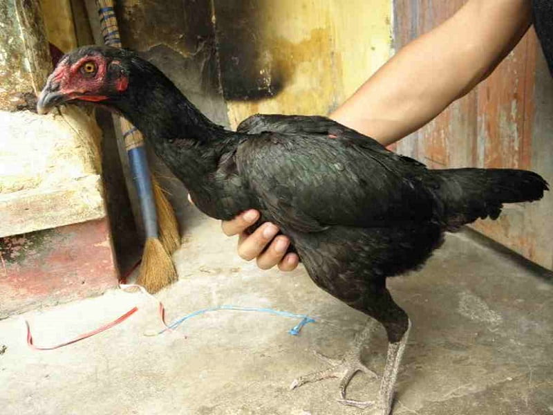 gà mái cựa tốt hay xấu