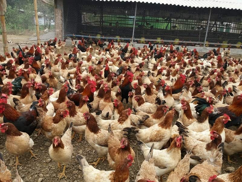 Kỹ thuật nuôi gà nhốt chuồng