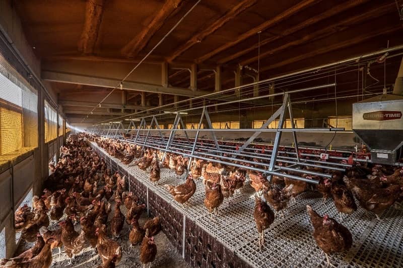 Kỹ thuật nuôi gà nhốt chuồng