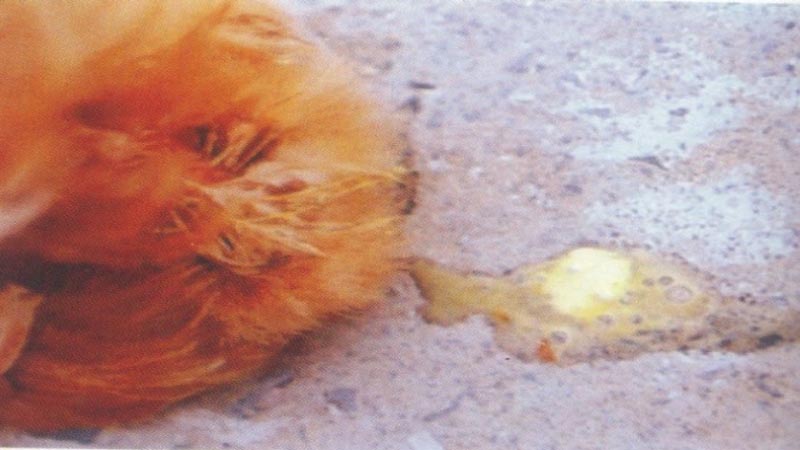 Tỷ lệ chết ở bệnh Gumboro là khá cao do mắc thêm các bệnh thứ phát