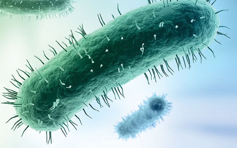 Mycoplasma Gallisepticum là vi khuẩn gây ra bệnh hen ở gà