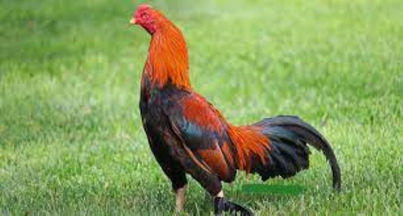 Gà Asil Mỹ - Kết quả của quá trình lai tạo đặc biệt