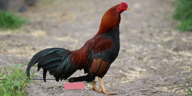 Gà Asil Mỹ có vóc dáng nhỏ nhắn, săn chắc, nhưng đổi lại lực đá mạnh, gây sát thương lớn