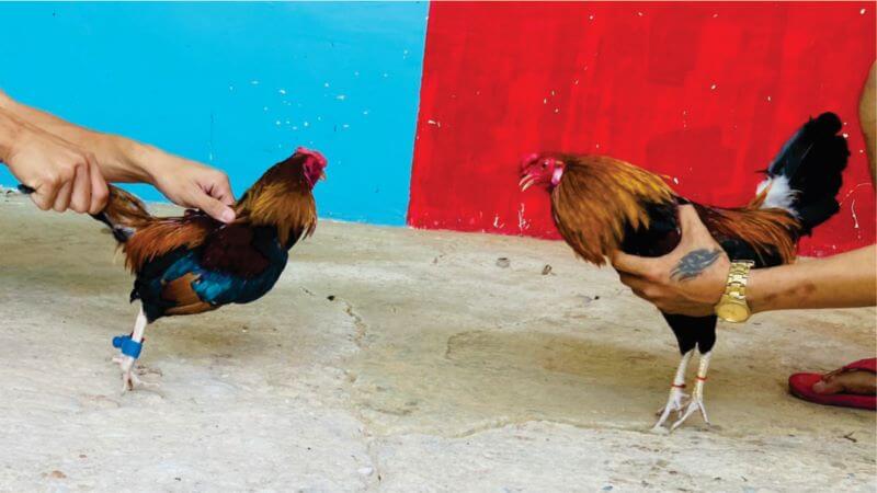 Gà Asil Mỹ thấp bé thường gặp không ít trở ngại trong chiến đấu