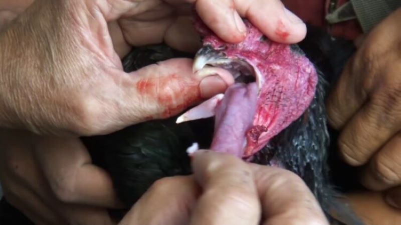 Mổ kén mép giúp bạn chữa dứt điểm bệnh kén mép ở gà