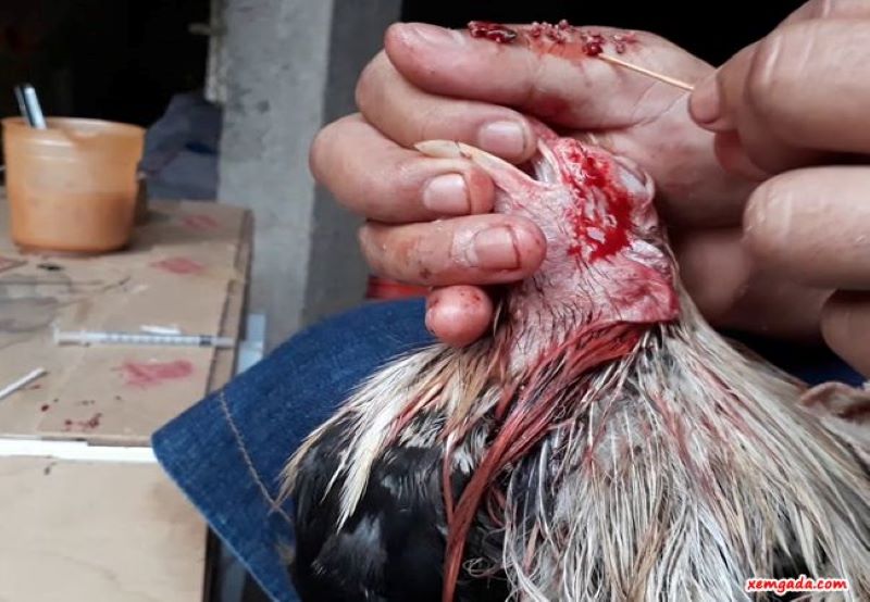 Áp dụng ngay kỹ thuật mổ kén mép sau, để gà luôn khỏe mạnh