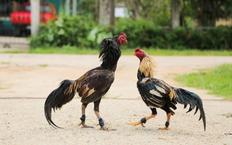 Quấn cựa cho gà chiến cần có tỷ lệ phù hợp với cơ thể của gà