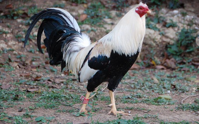 Quấn cựa cho gà chiến cần quấn đều tay