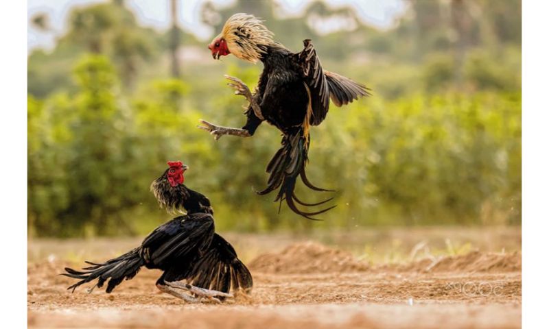 Lai dựa đề cải tổ lại nòi giống