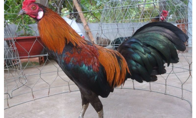 Cải thiện giống khi bị suy thoái