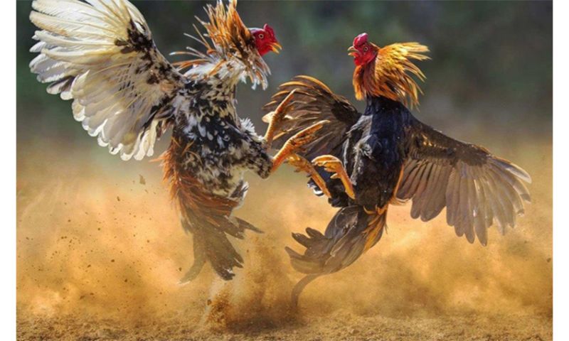 Lai tạo gà đá cựa như thế nào?